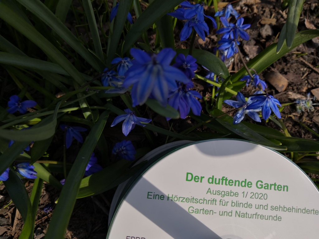 CD Spindel im Blumenbeet mit blauen Zillas